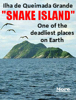 Snake Island, off the coast of Sao Paolo, Brazil, is the only place on Earth where the world's deadliest snake, the golden lancehead viper, is known to exist.